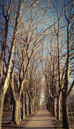 Empty road along bare trees