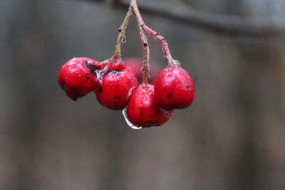 Close-up of red berries on branch
