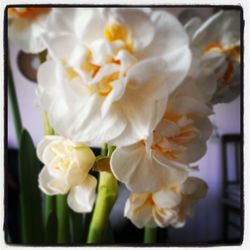 Close-up of white flowers blooming outdoors