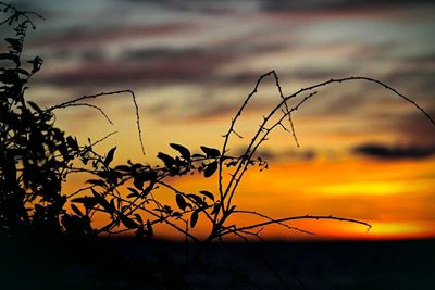 Close-up of plants at sunset