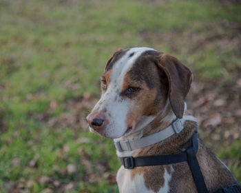 Close-up of dog looking away