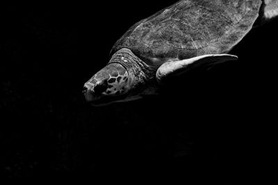 Close-up of turtle swimming in sea