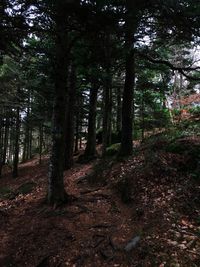 Low angle view of trees in forest