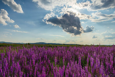 Purple flowering plants on field against sky