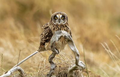 Portrait of owl on field