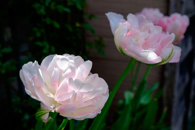 Close-up of pink flower