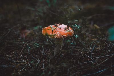 Close-up of mushroom on field