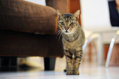 Portrait of cat standing at home