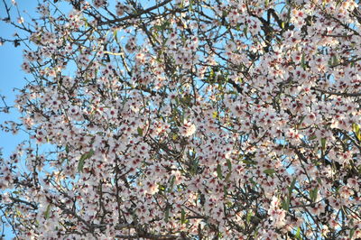 Low angle view of cherry blossom against sky