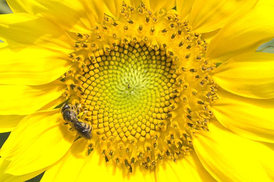 Close-up of insect on sunflower