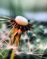 Close-up of wilted dandelion on plant
