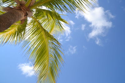 Low angle view of palm tree against blue sky