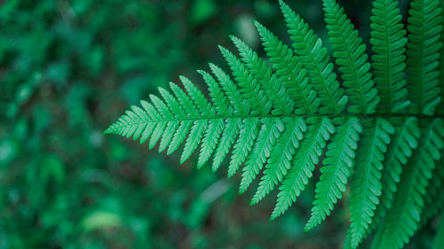 Close-up of fern leaf