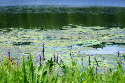 Water lily in lake