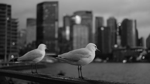 Close-up of seagulls perching on city