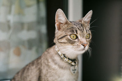 Close-up portrait of a cat looking away