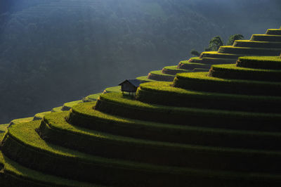 Scenic view of rice paddy