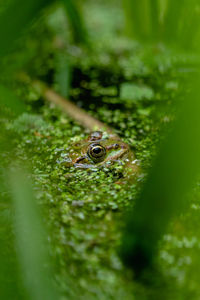 Close-up of frog on leaf