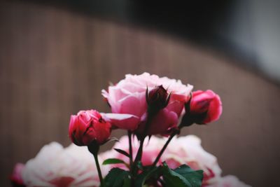 Close-up of pink roses blooming outdoors