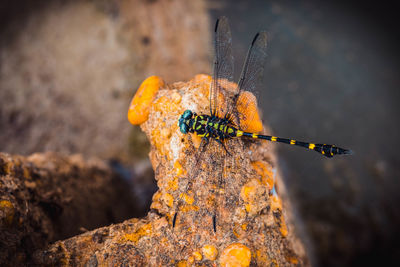 Close-up of butterfly on rock