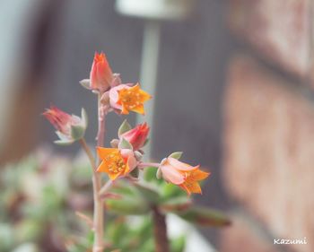 Close-up of orange flowering plant