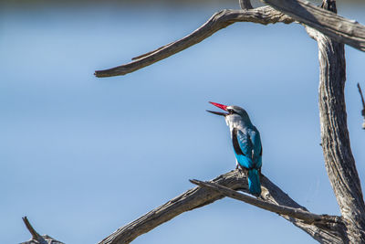 Low angle view of bird perching on a tree