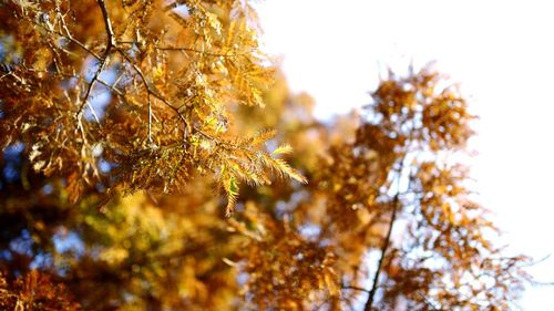 Low angle view of tree against sky