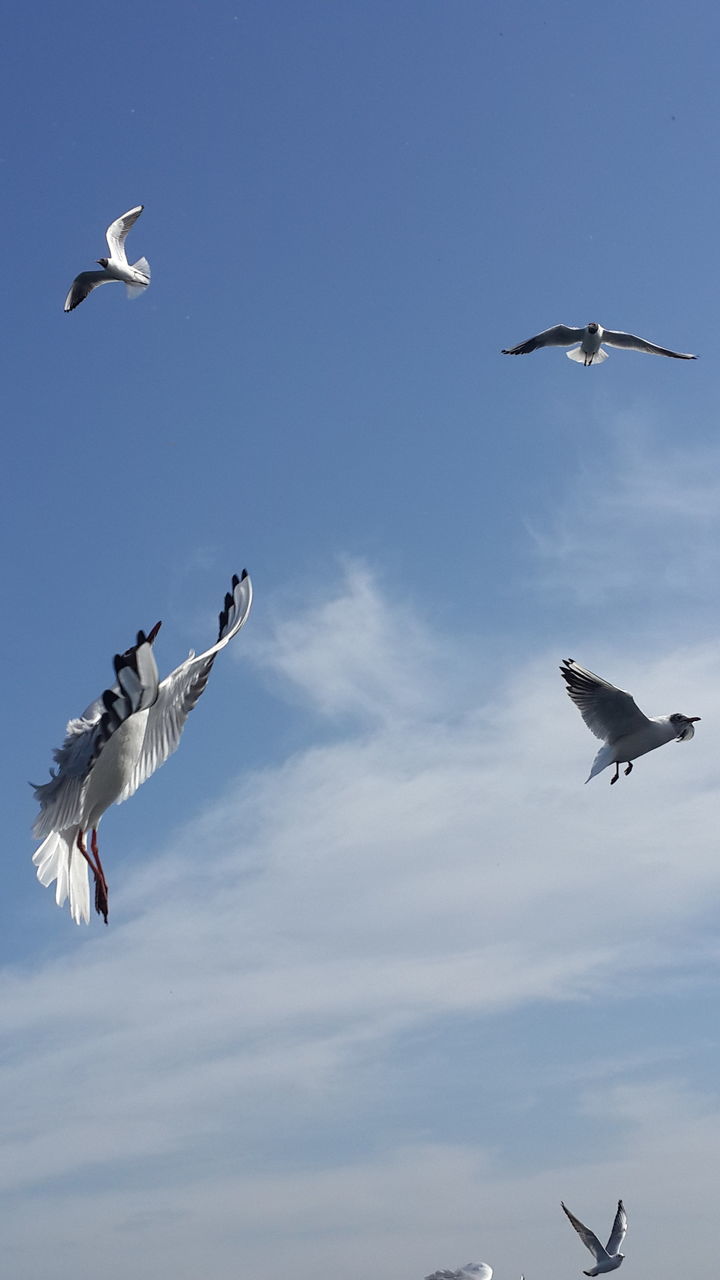 flying, bird, animals in the wild, low angle view, animal themes, mid-air, spread wings, wildlife, sky, seagull, flock of birds, motion, freedom, flight, medium group of animals, cloud - sky, blue, on the move, two animals