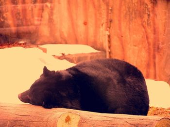 View of a cat sleeping