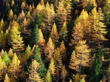 High angle view of trees in forest during autumn