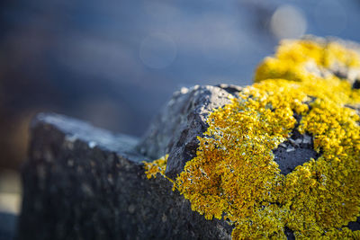 Close-up of yellow flowers on rock