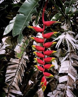 High angle view of red chili peppers plant on field