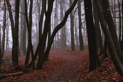 Trees in forest during autumn