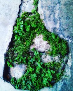 High angle view of vegetables on rock