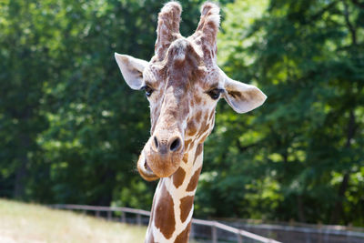 Close-up of giraffe on tree