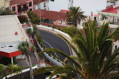 High angle view of palm trees