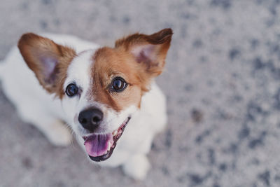 Close-up portrait of dog