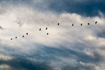 Low angle view of birds flying in sky