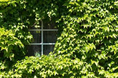 Close-up of ivy growing on tree