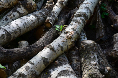 Full frame shot of tree trunk in forest