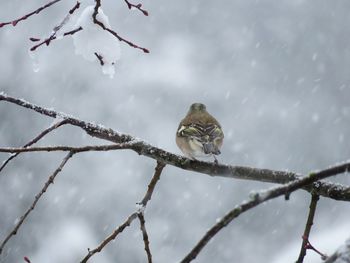 Low angle view of bird perching on branch