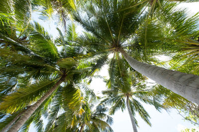 Low angle view of coconut palm trees against sky