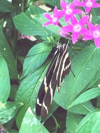 Close-up of butterfly pollinating on flower