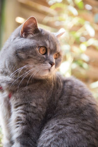 Close-up portrait of a cat looking away