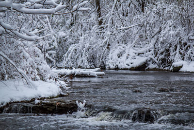 Frozen river by trees during winter