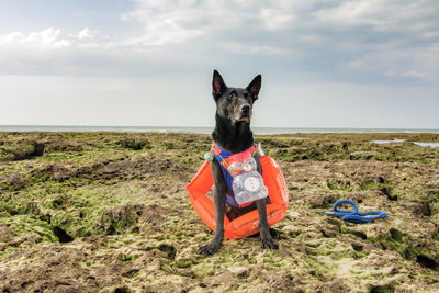 Dog with toy relaxing at beach against cloudy sky