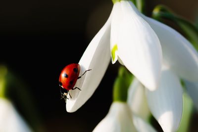 Close-up of ladybug