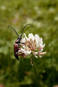 Insect on clover 