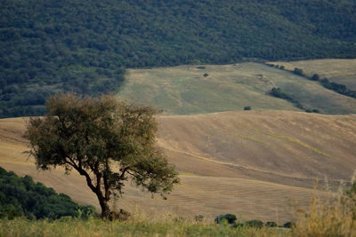 Tree on field