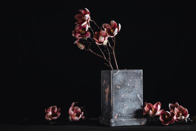 Close-up of pink roses in vase against black background